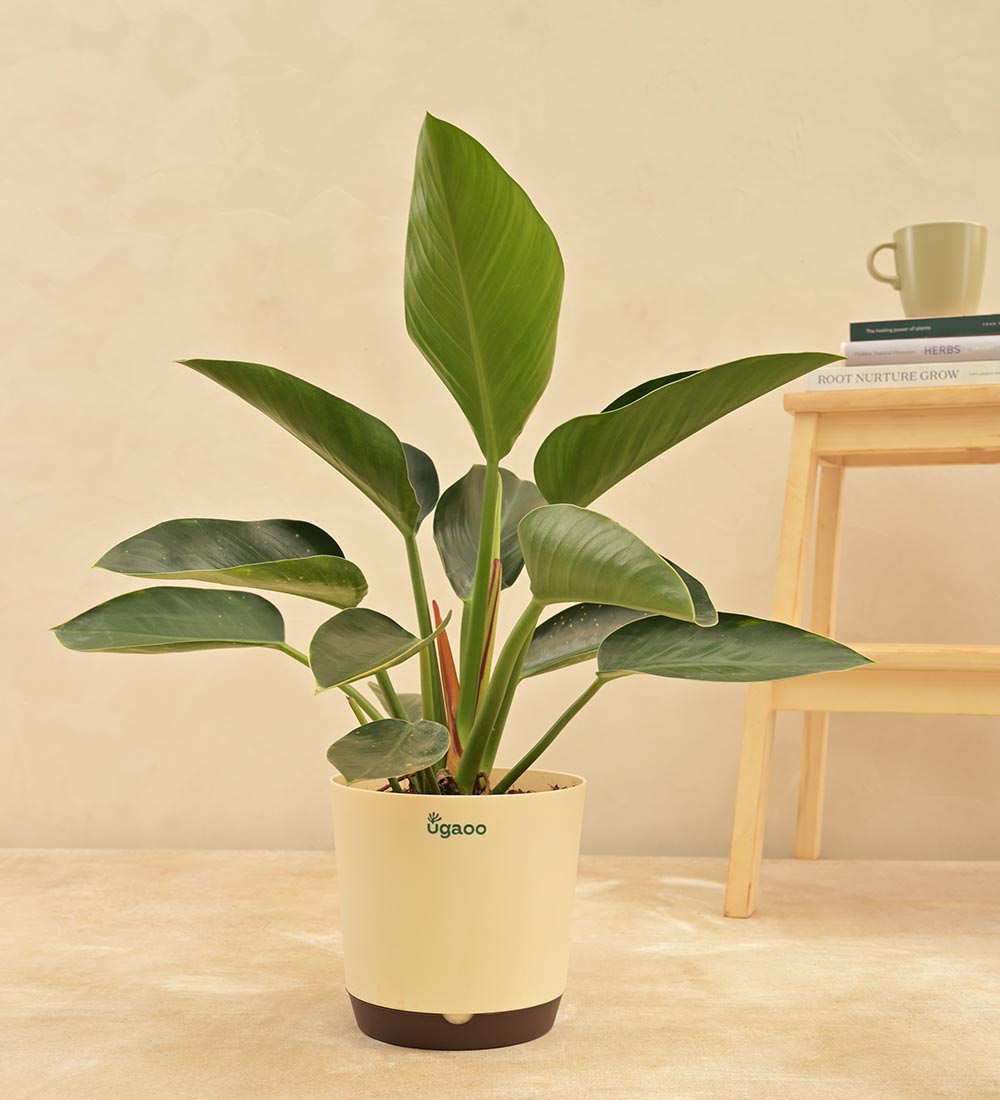 philodendron congo plant Buy Premium Philodendron Congo
