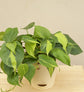 Philodendron Oxycardium Green and Variegated Plant Bouquet