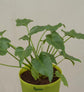 Philodendron Xanadu Plant - Green