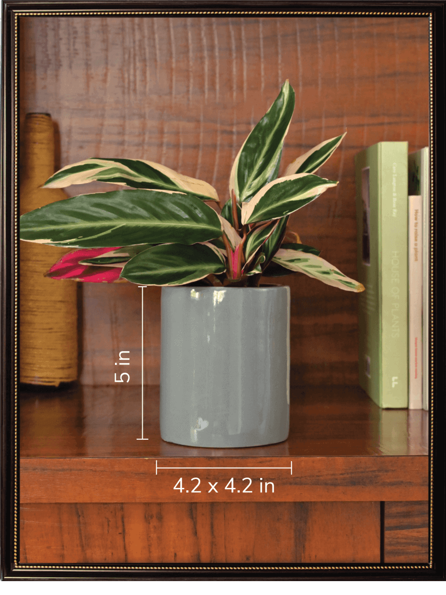 Lilac Stories Bundle - Grey