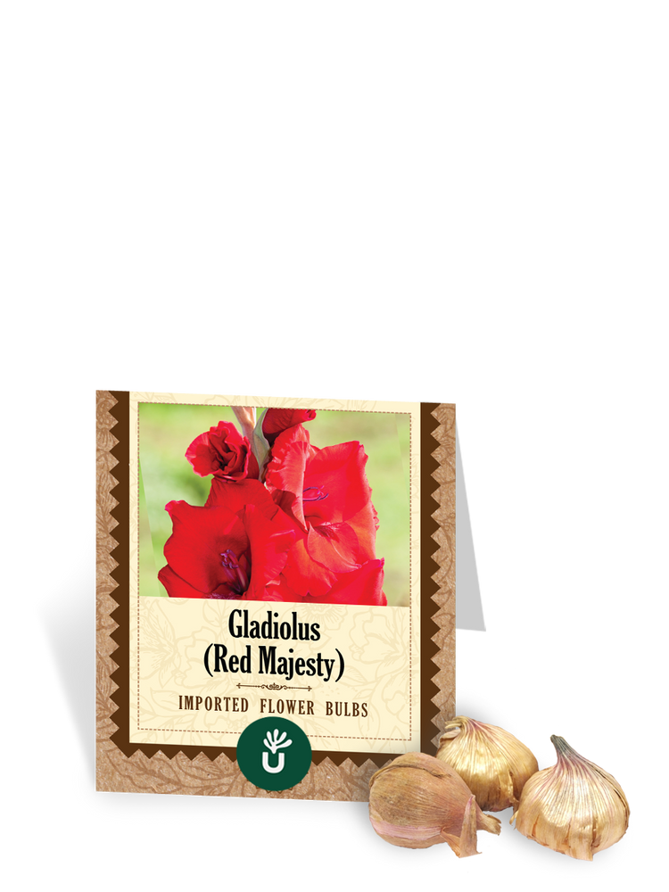 Red Majesty Gladiolus Bulbs