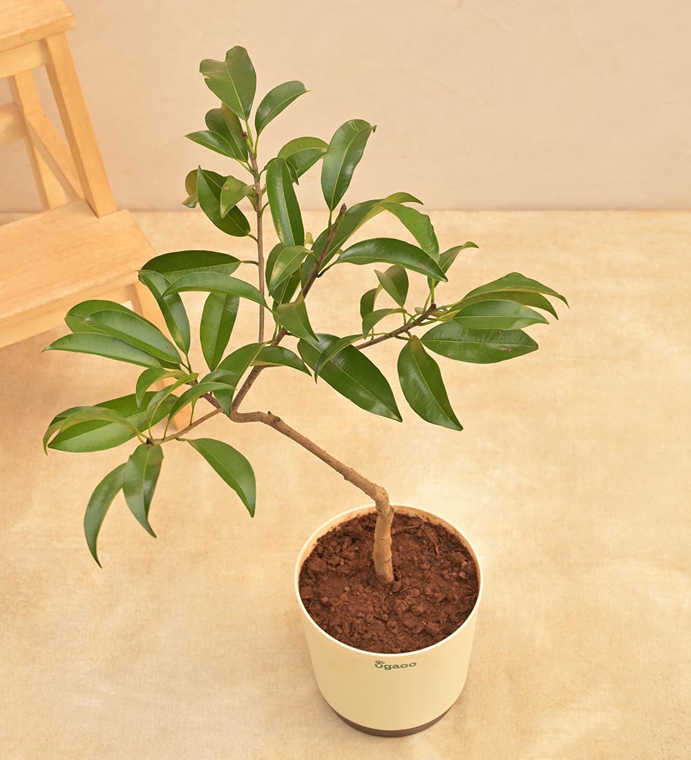 sapota plant from seed Buy Chiku Plant Online
