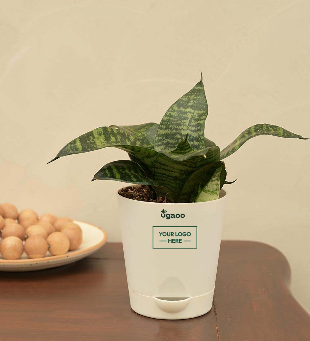 plant food for snake plant Snake Plant