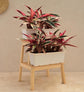 Stromanthe Triostar Plant - Set of 2