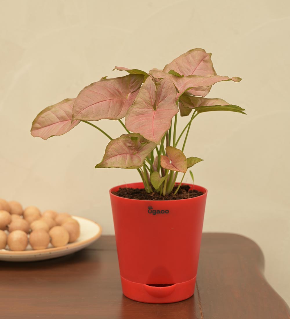 Syngonium Pink Plant