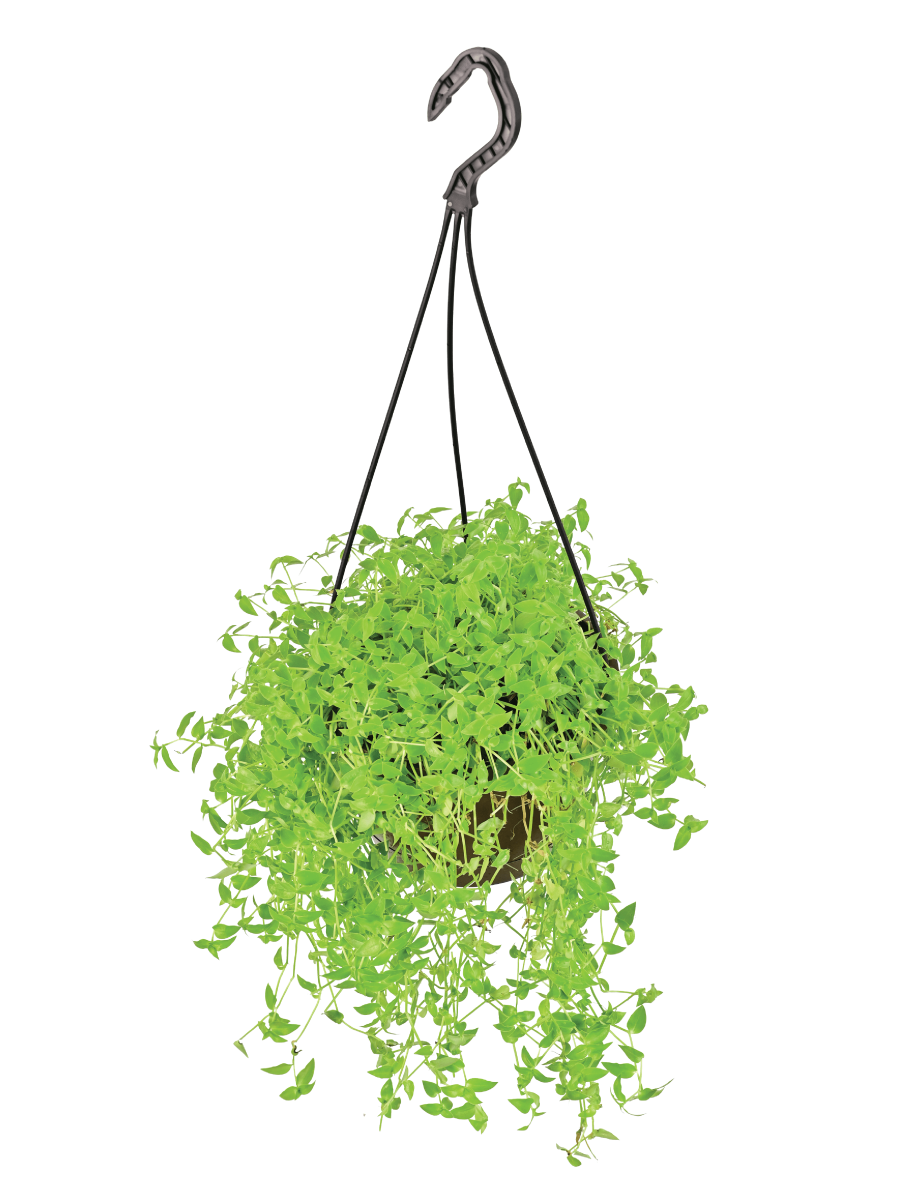 Turtle Vine – Ugaoo - Main Image