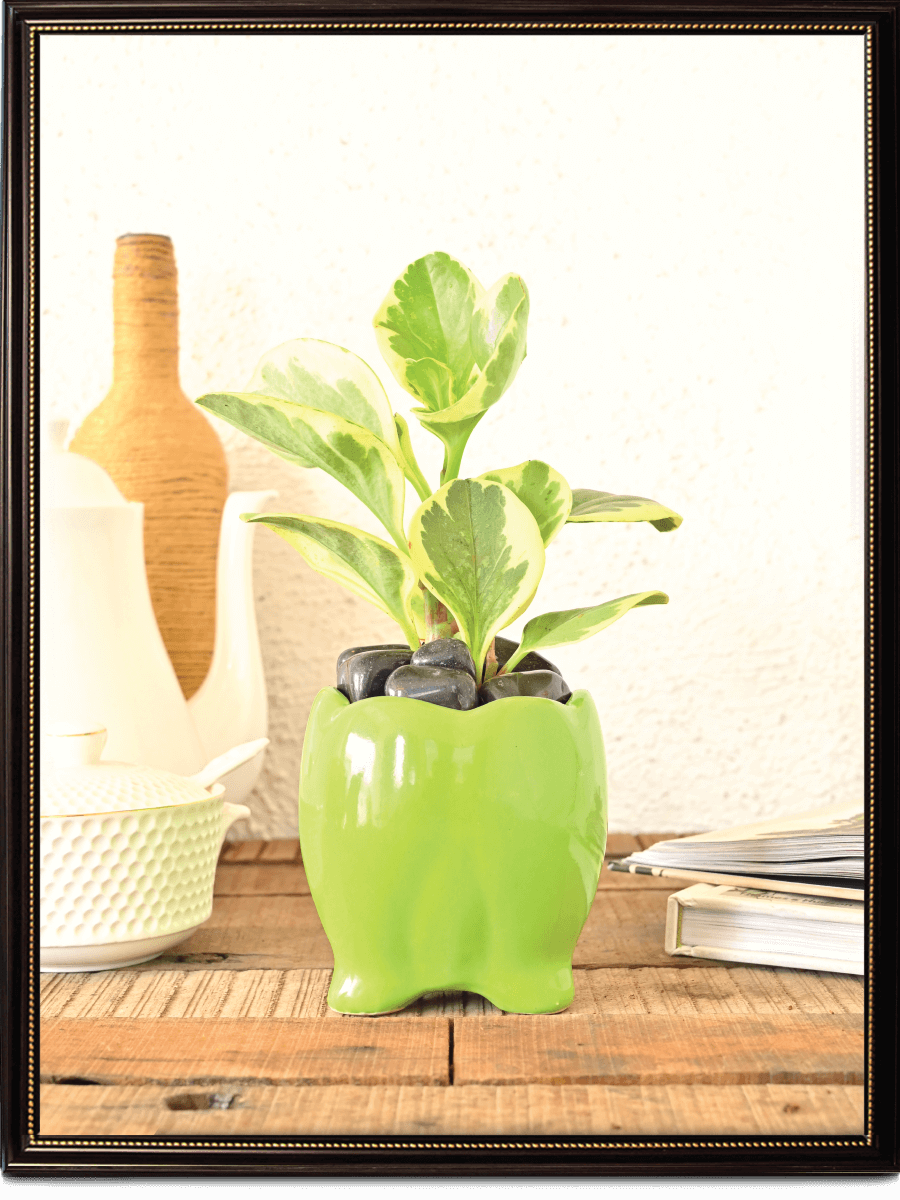 Tusker Ceramic Pot (4 Inch Diameter)