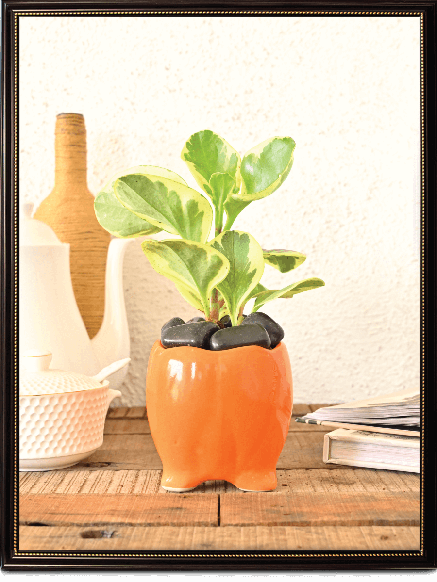 Tusker Ceramic Pot (4 Inch Diameter)