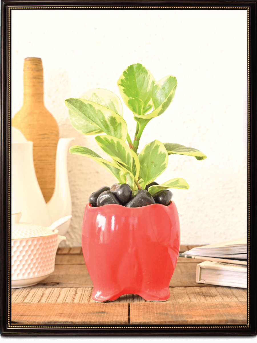 Tusker Ceramic Pot (4 Inch Diameter)