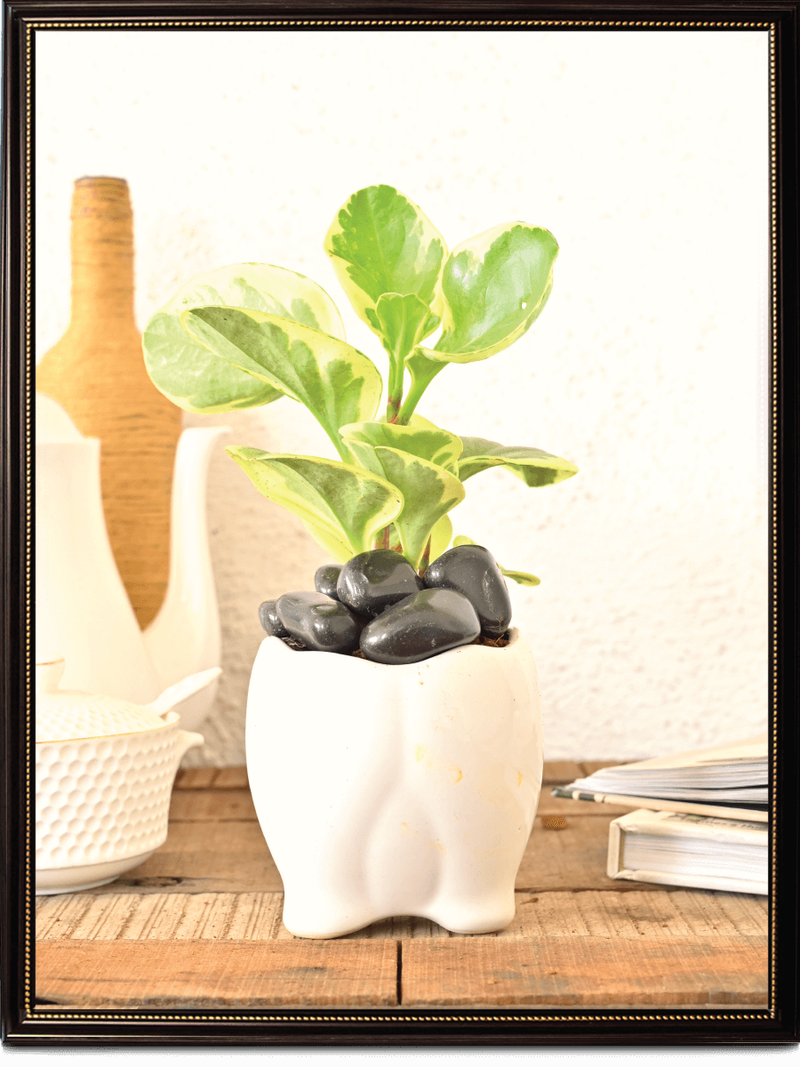 Tusker Ceramic Pot (4 Inch Diameter)