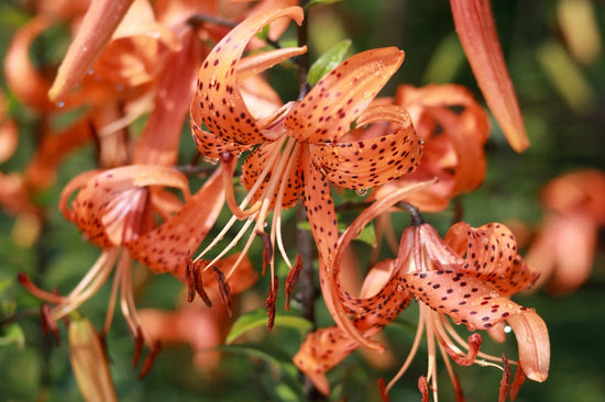 Tiger Lilies on a Tree
