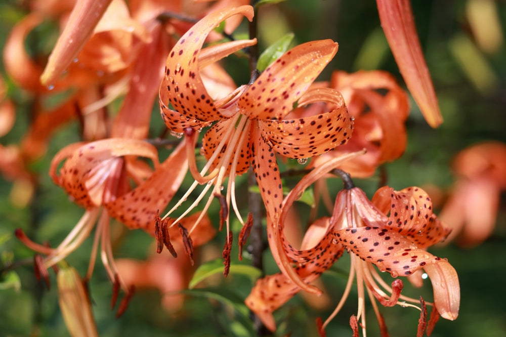 Orange Tiger Lilies 