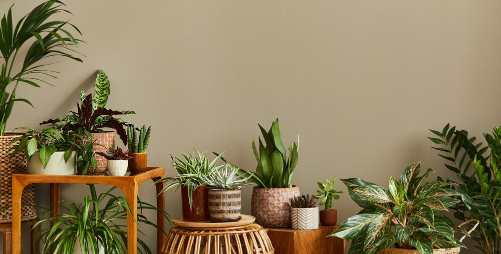 Indoor Plants and Trends
