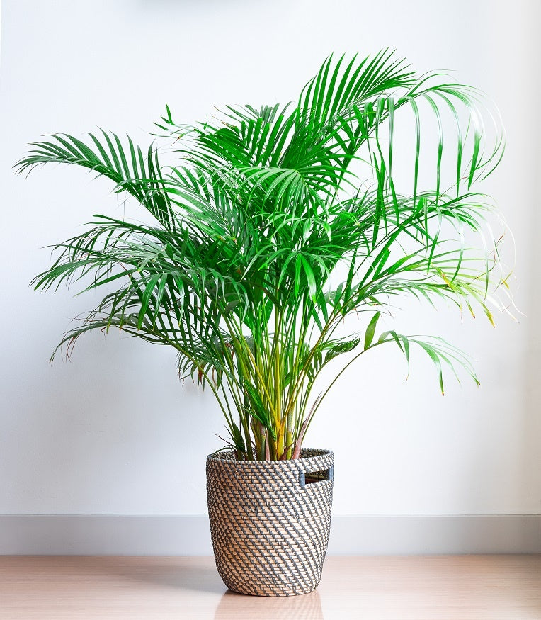 Plant Care for Dummies : Areca Palm