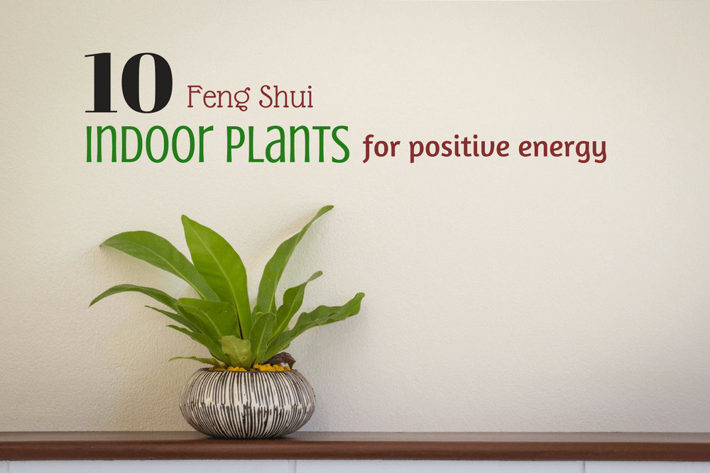 10 Feng Shui plants for positive energy
