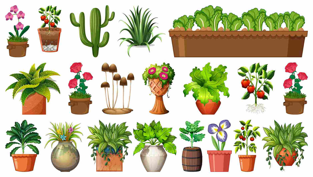Use Container Plants Effectively to Enhance the Aesthetics of Your Home