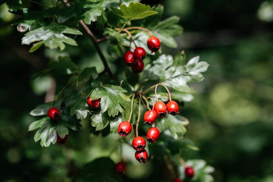 Red Berries of a Hawthorn Plant 
