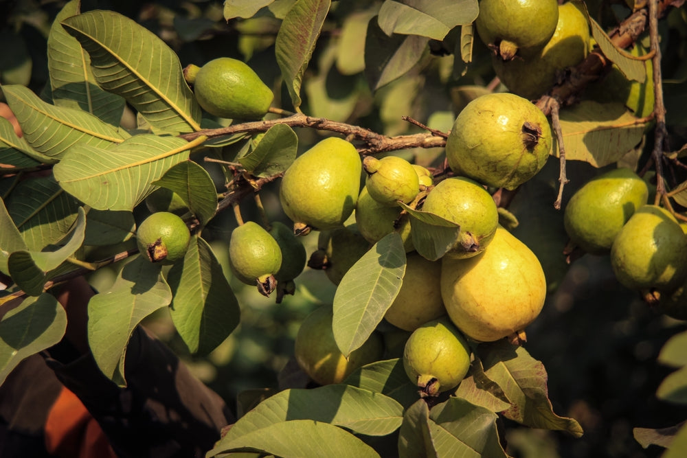 Guava Tree Fruits