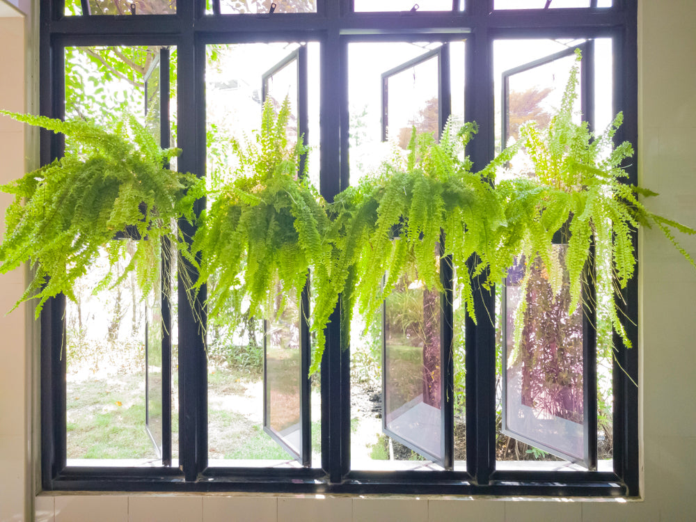 9 Indoor Screening Plants That Act as Natural Shade