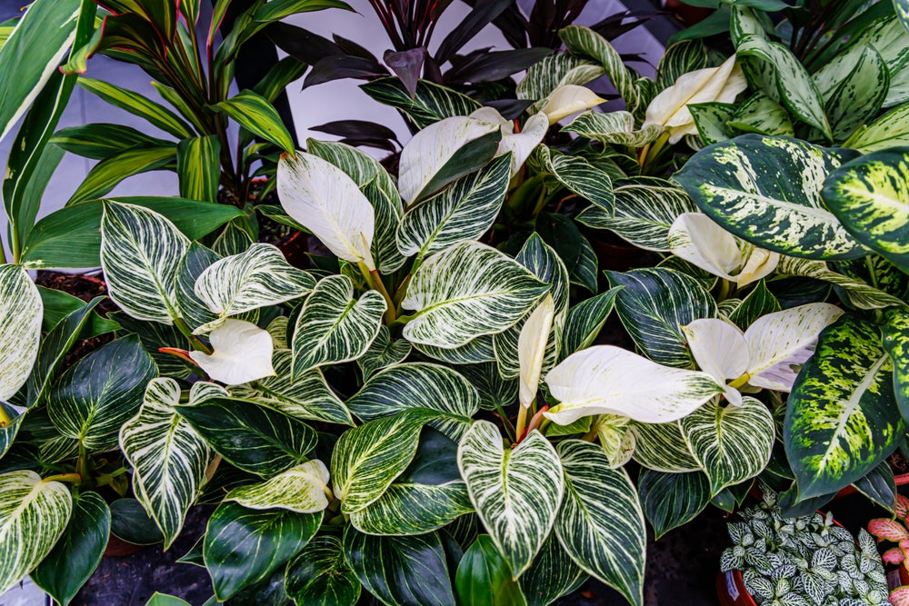 15 Types of Philodendrons You Can Grow