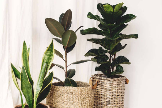 Top Ten Easiest Indoor Plants For Your New Year Garden.