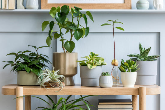 Top 10 indoor plants that thrive in Mumbai's climate