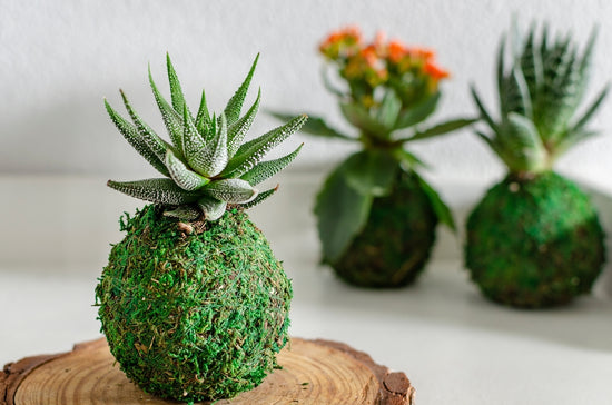 What Is a Kokedama Plant?