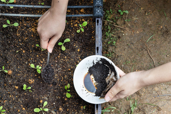 Using Coffee Grounds for Plants: What Benefits Does it Have?
