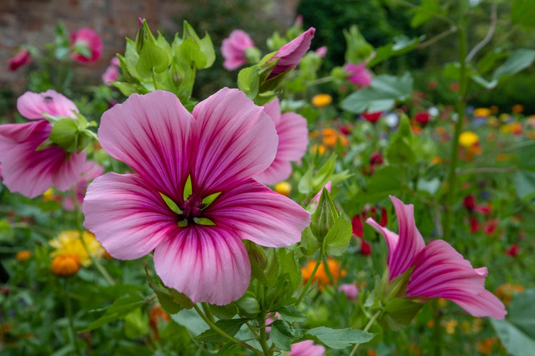 Mallows Mallow Flowers: Blooms That Transcend Ornamental Gardening – Ugaoo