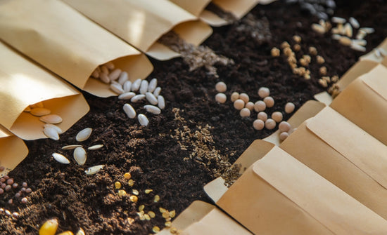 Benefits of Using Seed Kits for Your Garden