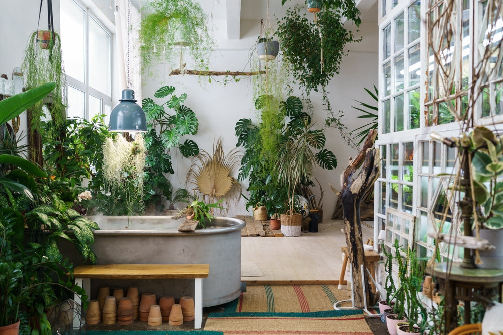 2025 is the Year for These 9 Indoor Plants!