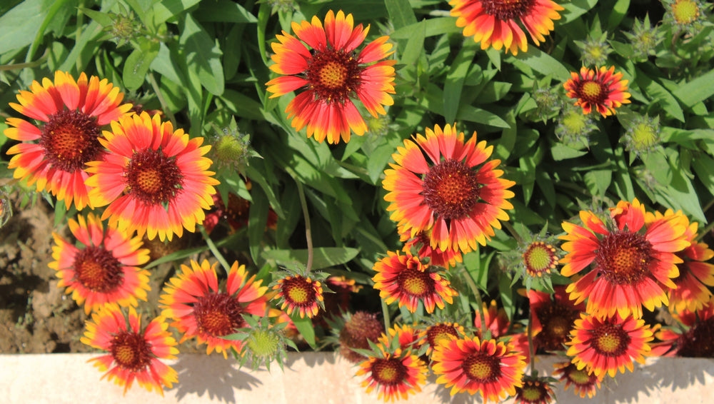 Galadia How to Grow Blanket Flowers or Gaillardia Flowers – Ugaoo