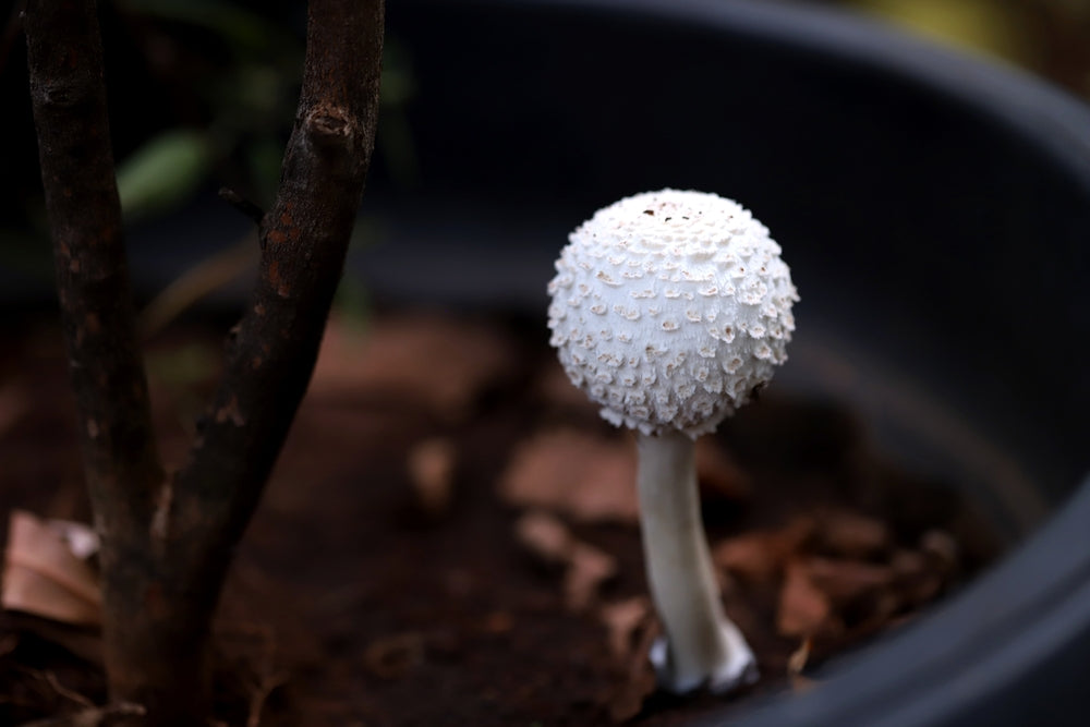 Mushroom Growing in a Plant Pot