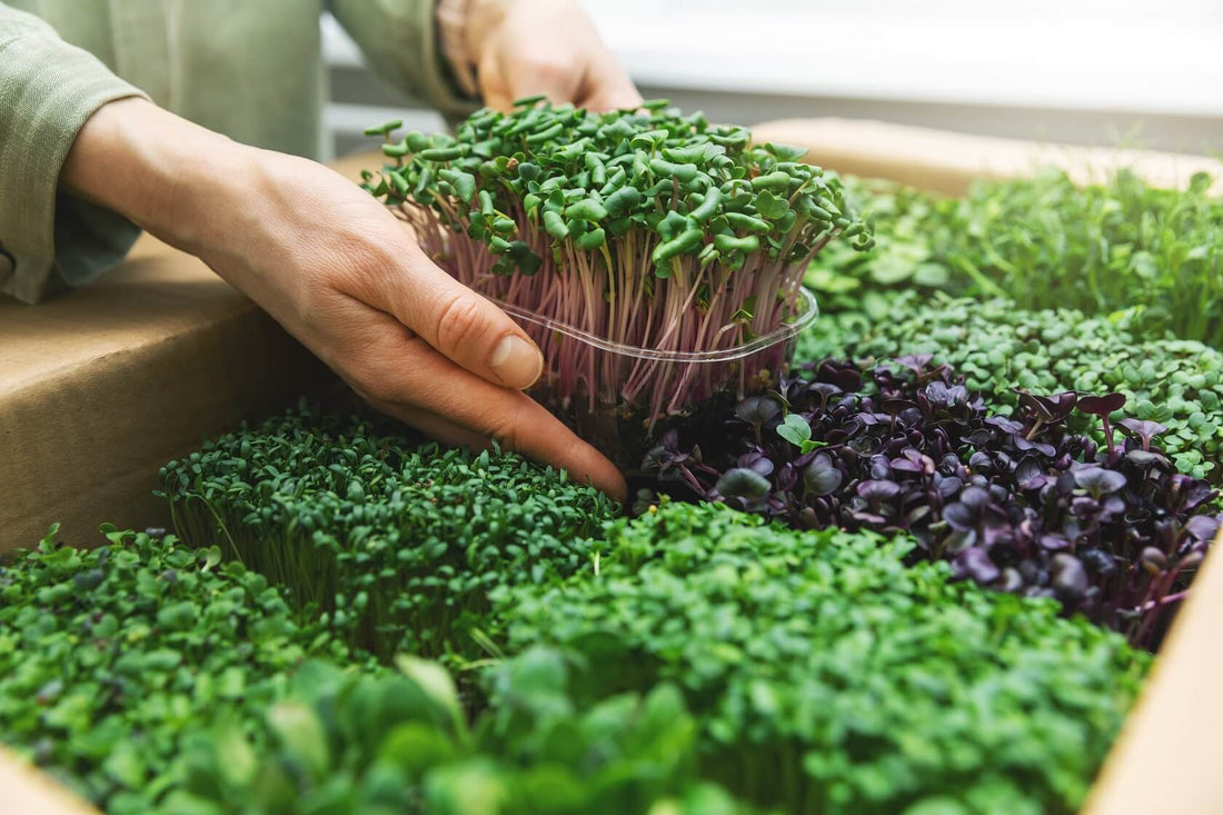 How to grow microgreens at home