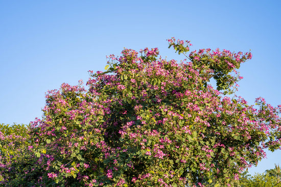 Top 10 Flowering Trees of India