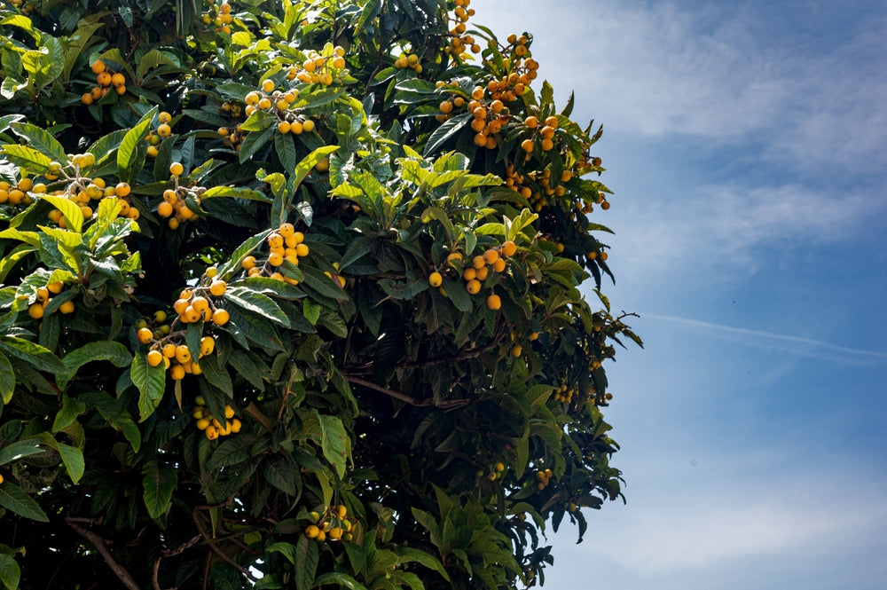 Loquat Tree Fruits in Your Garden: How To Grow Them – Ugaoo