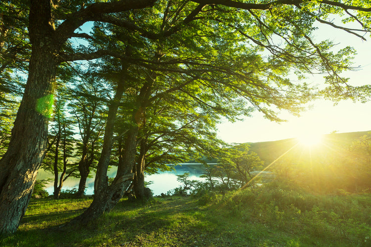 13 Different Types of Cedar Trees: Exploring the Evergreen Charm of ...