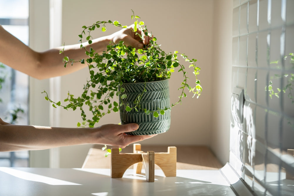 Signs to Buy New Planters: Enhance Your Indoor Garden with Stylish ...