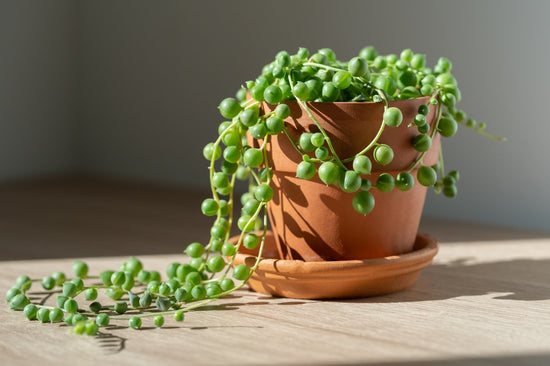 Caring for the String of Pearls Plant