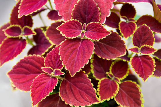 Growing and Caring for the Coleus Plant