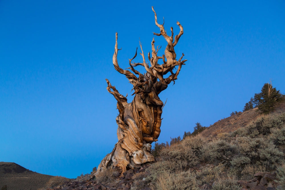 Some Of The Oldest Living Plants On Earth Ugaoo some-of-the-oldest-living-plants-on-earth-ugaoo