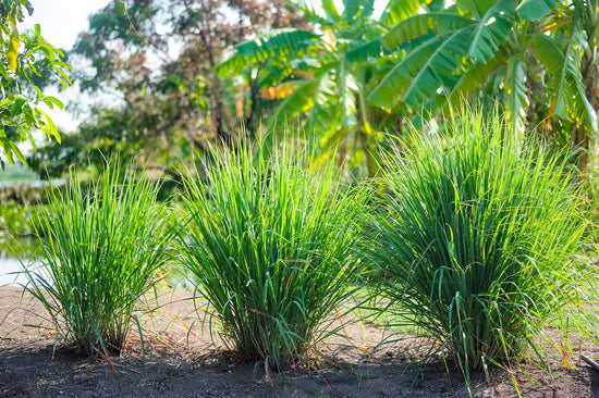 Growing Lemon Grass: Benefits and Care Tips for the Plant