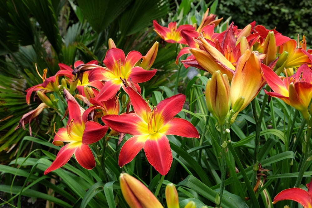 Are Daylilies True Lilies? Know More About This Flower! – Ugaoo