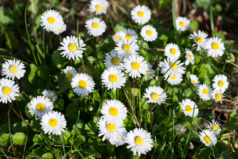 Bellis Flowers in a Field 