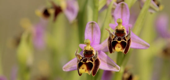 Bee Orchid Flowers