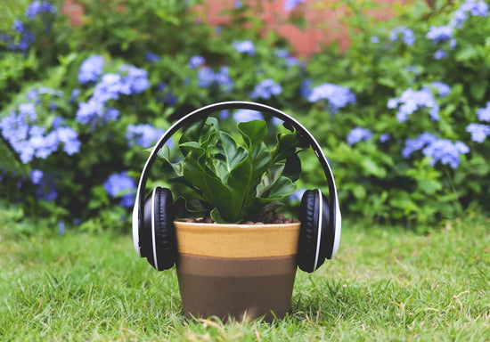 Headphones on a Plant Pot 