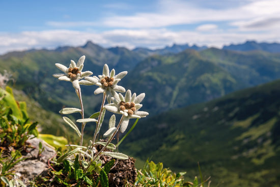 Wild Edelweiss Flower on a Mountain Top