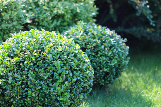 Gardening with the Boxwood Buxus