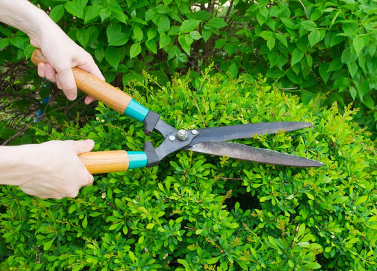 5 Must-Have Pruning Tools for Your Garden