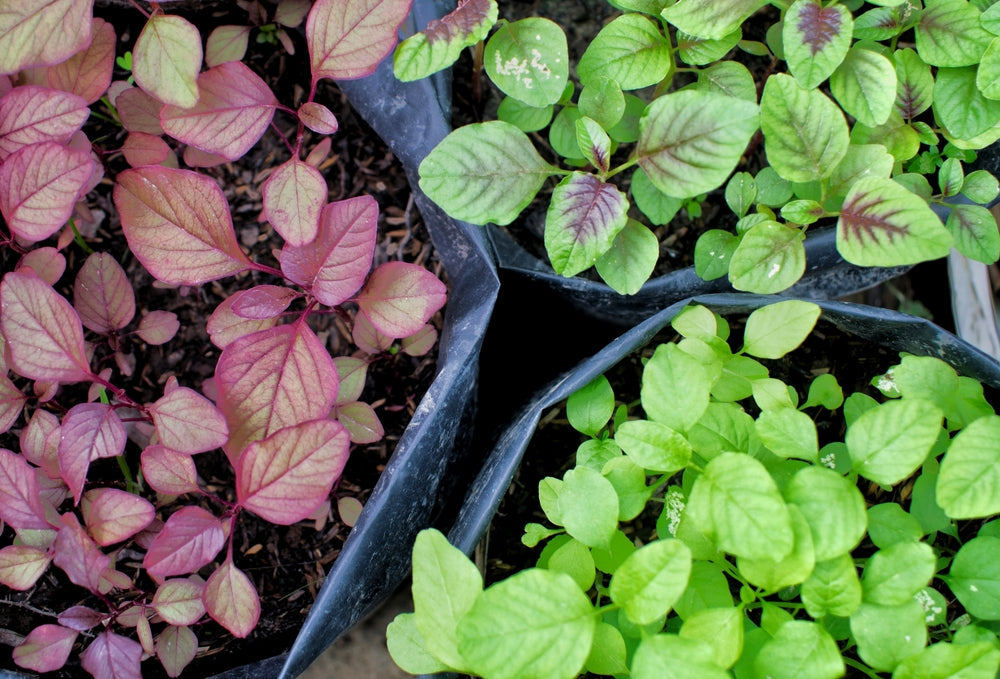 Different Types of Spinach to Grow
